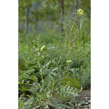 erucastrum gallicum (willd.) o. e. schulz