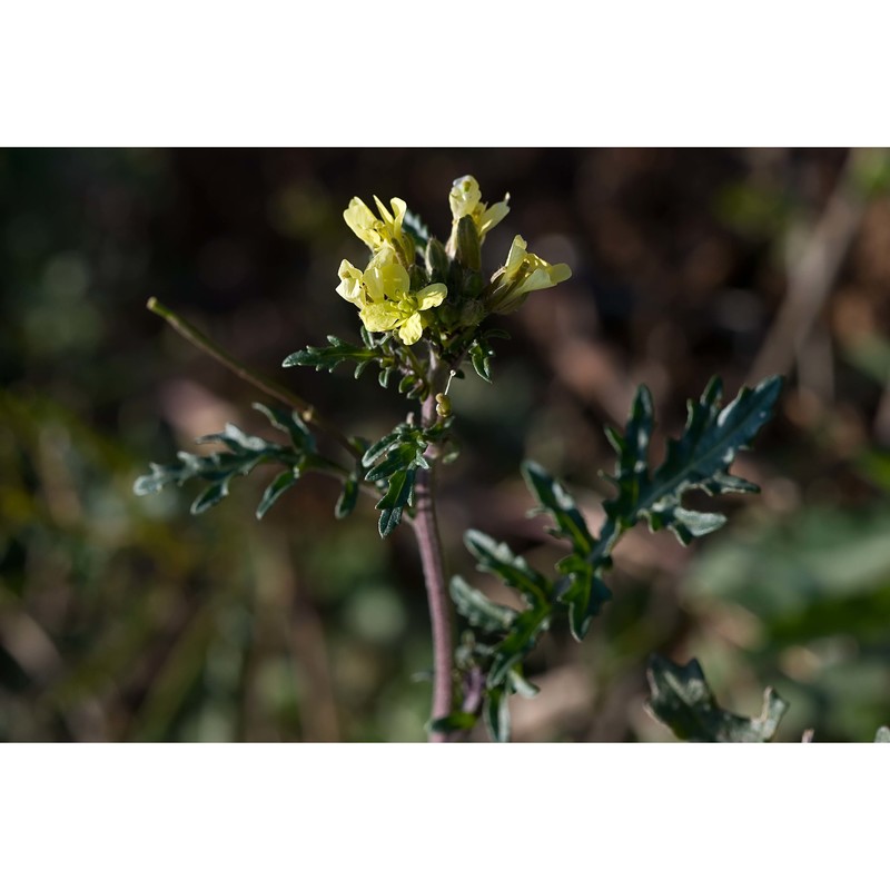 erucastrum gallicum (willd.) o. e. schulz