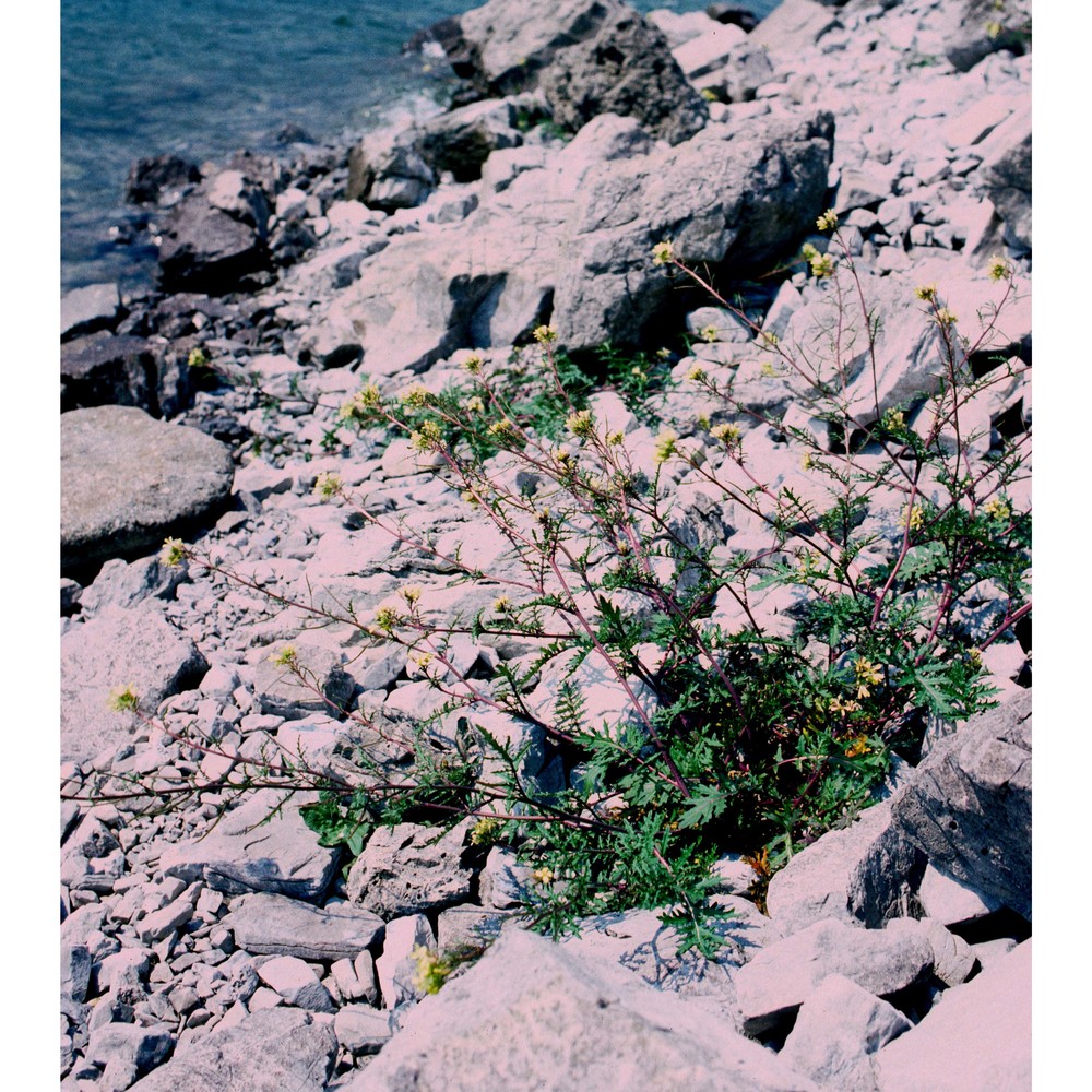 erucastrum gallicum (willd.) o. e. schulz