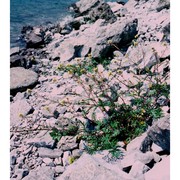 erucastrum gallicum (willd.) o. e. schulz