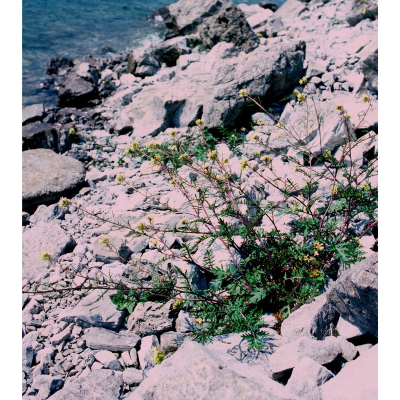 erucastrum gallicum (willd.) o. e. schulz