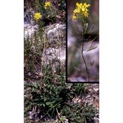 erucastrum nasturtiifolium (poir.) o. e. schulz