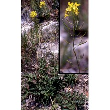 erucastrum nasturtiifolium (poir.) o. e. schulz