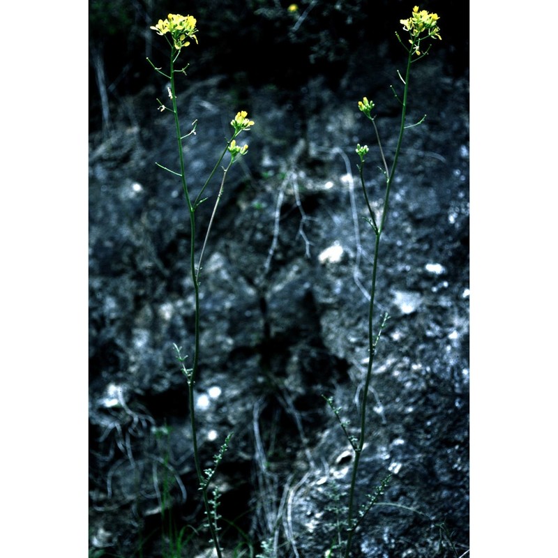 erucastrum nasturtiifolium (poir.) o. e. schulz