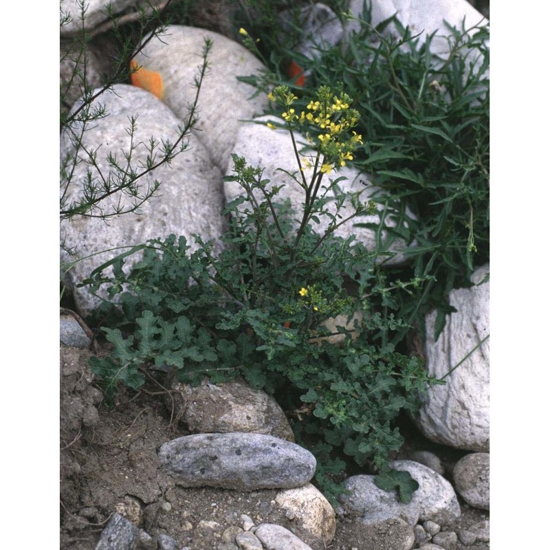 erucastrum nasturtiifolium (poir.) o. e. schulz
