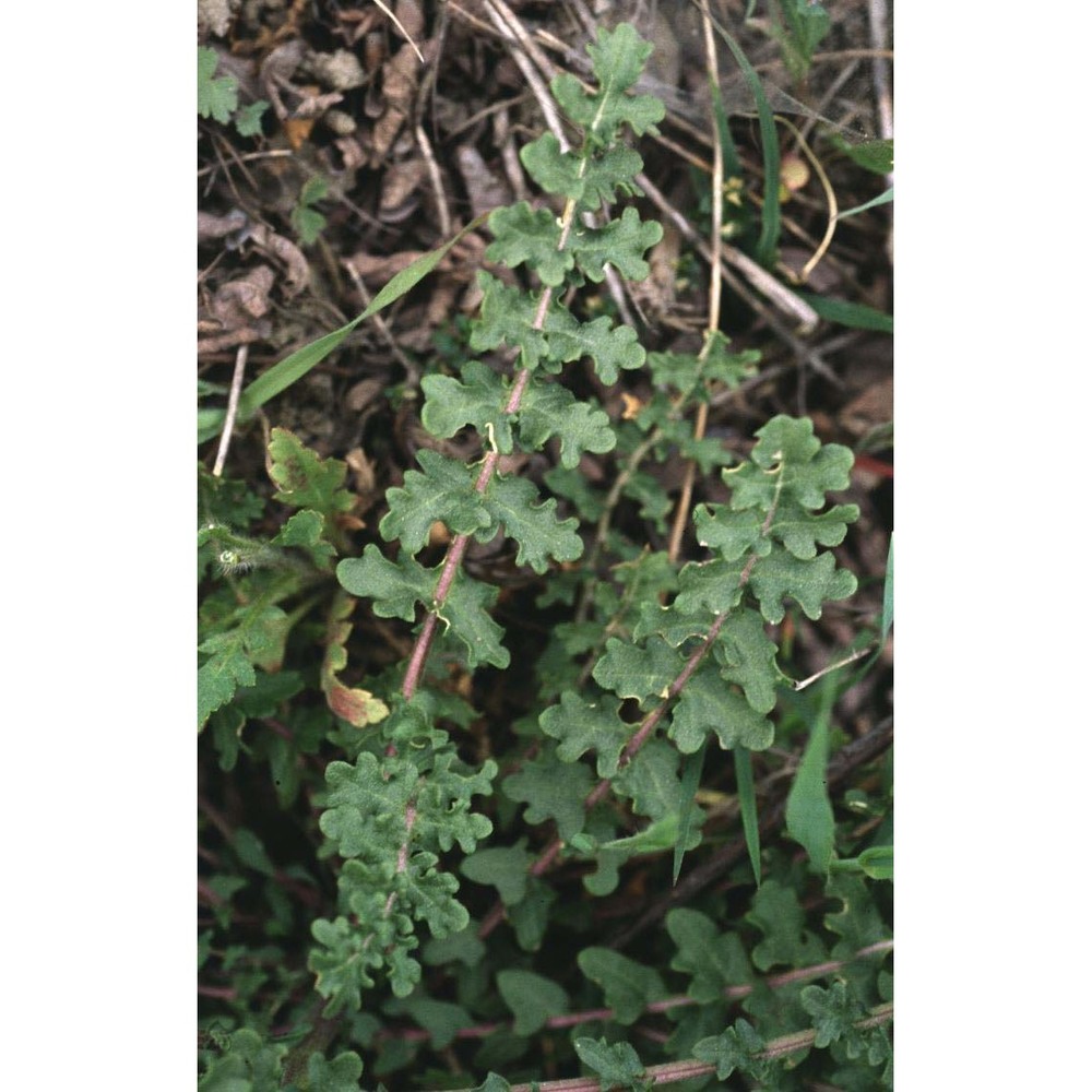 erucastrum nasturtiifolium (poir.) o. e. schulz