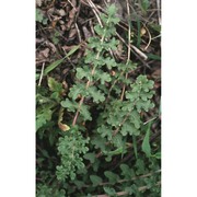 erucastrum nasturtiifolium (poir.) o. e. schulz