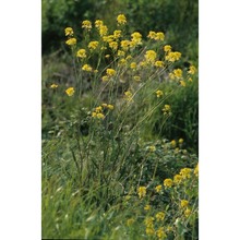 erucastrum palustre (pirona) vis.