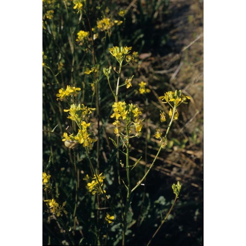 erucastrum palustre (pirona) vis.