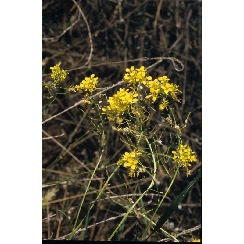 erucastrum palustre (pirona) vis.