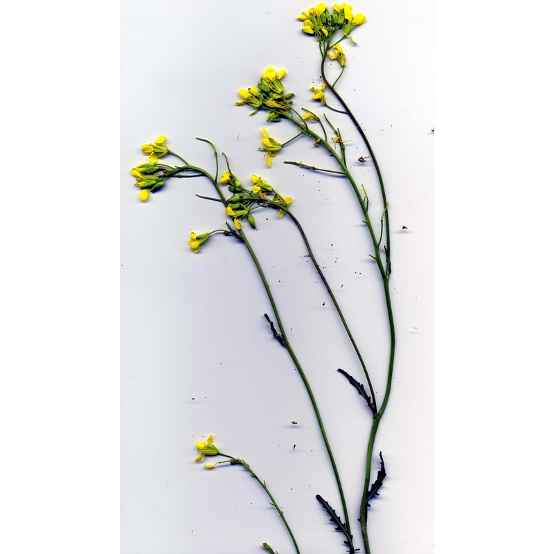 erucastrum palustre (pirona) vis.