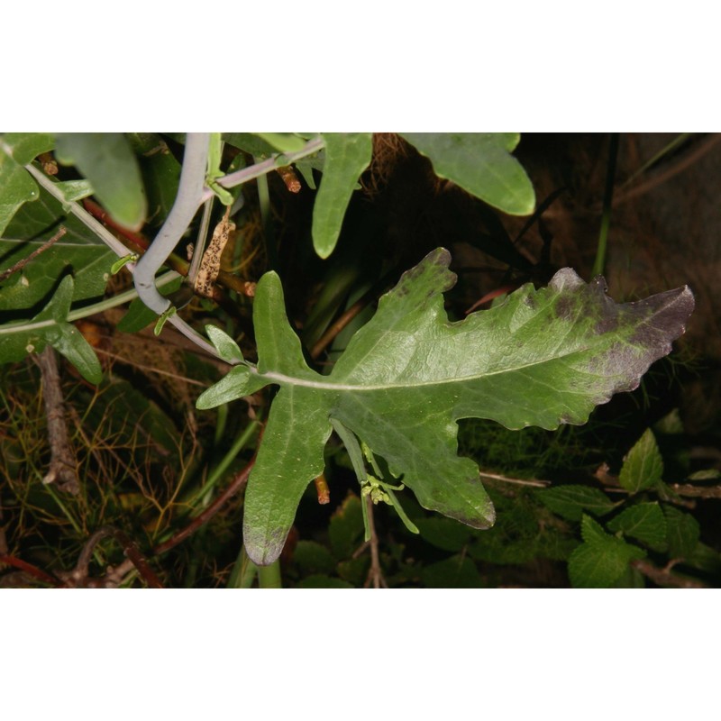 erucastrum virgatum c. presl subsp. virgatum