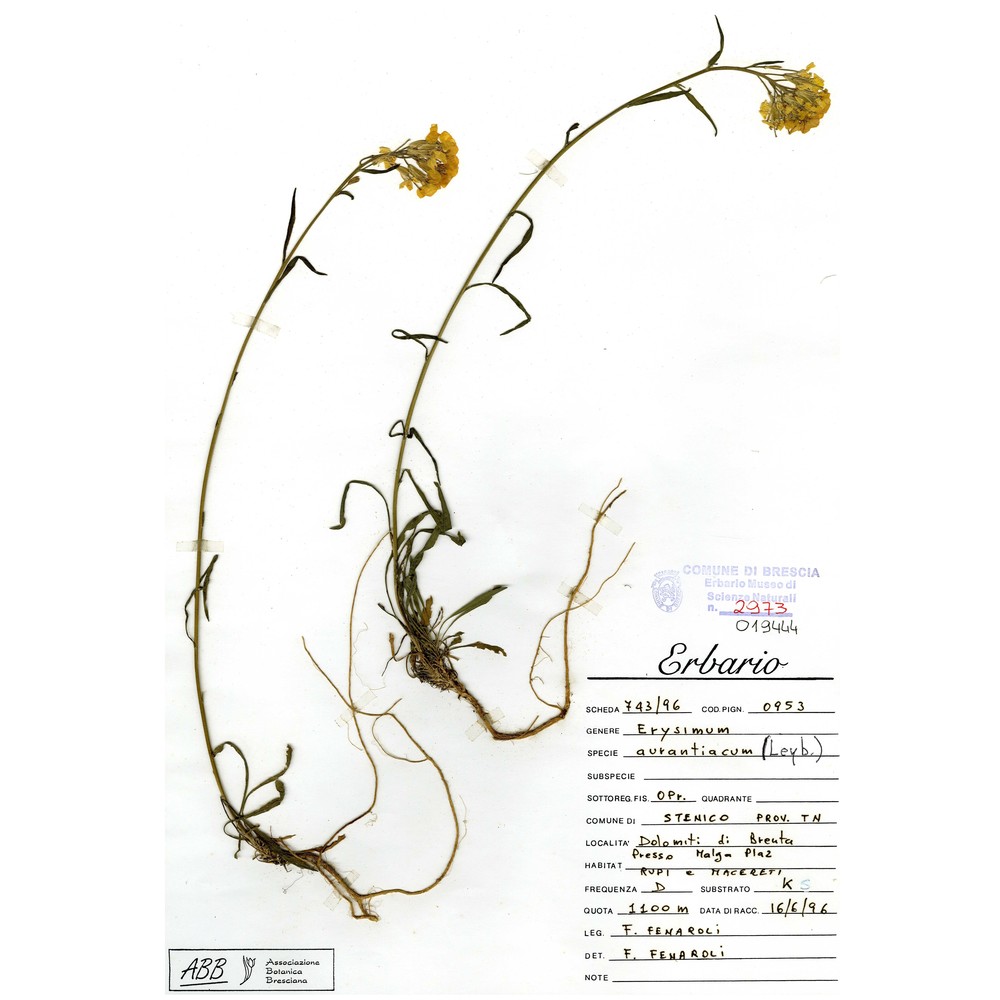 erysimum aurantiacum (leyb.) leyb.