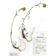 erysimum aurantiacum (leyb.) leyb.