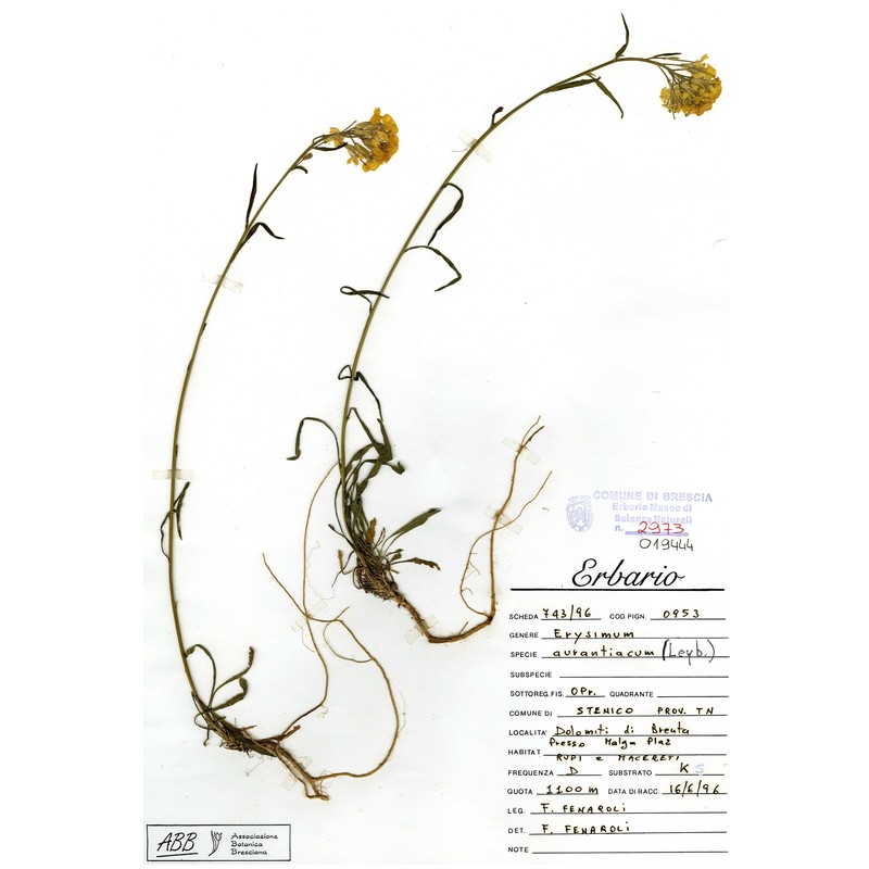 erysimum aurantiacum (leyb.) leyb.