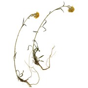 erysimum aurantiacum (leyb.) leyb.