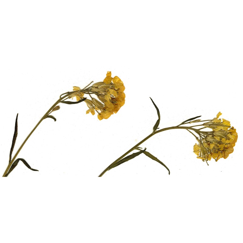 erysimum aurantiacum (leyb.) leyb.