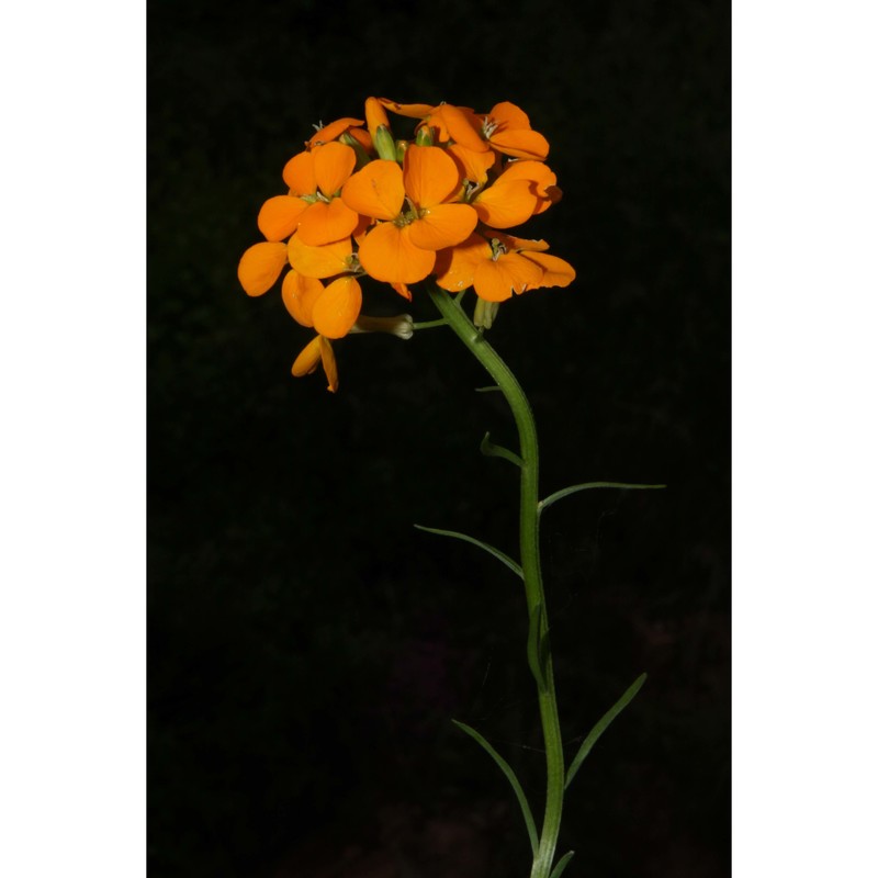 erysimum aurantiacum (leyb.) leyb.