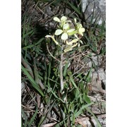 erysimum bonannianum c. presl