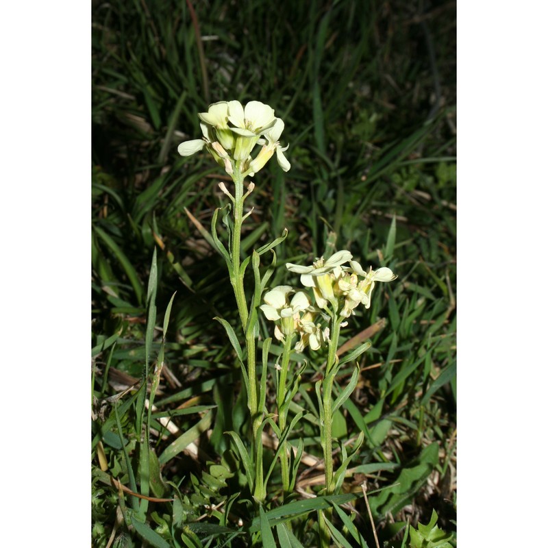 erysimum bonannianum c. presl