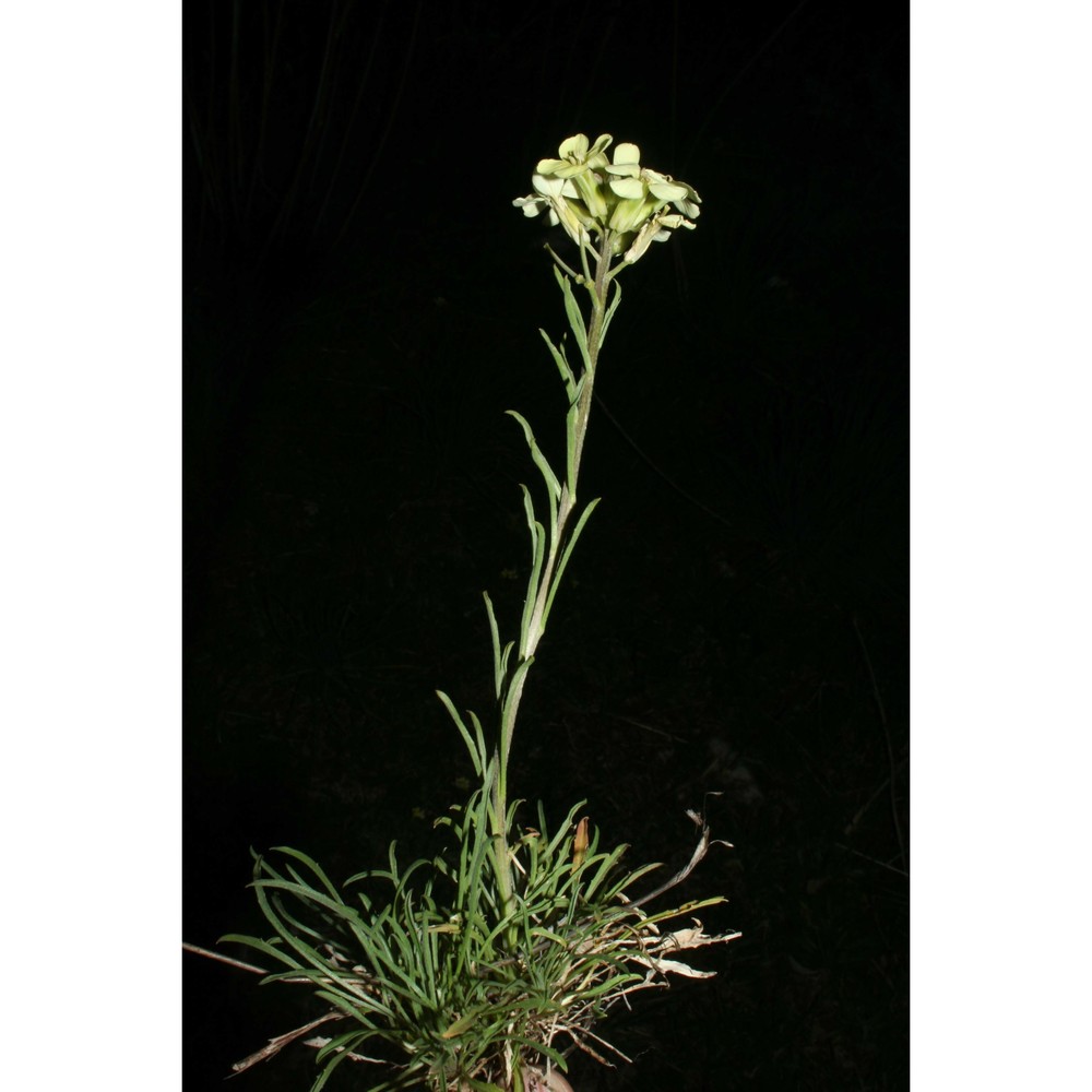 erysimum bonannianum c. presl