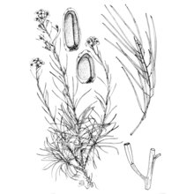 erysimum brulloi g. ferro