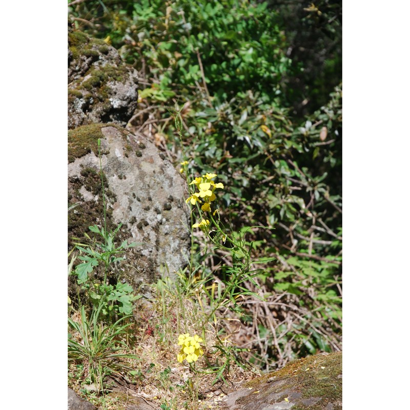 erysimum brulloi g. ferro