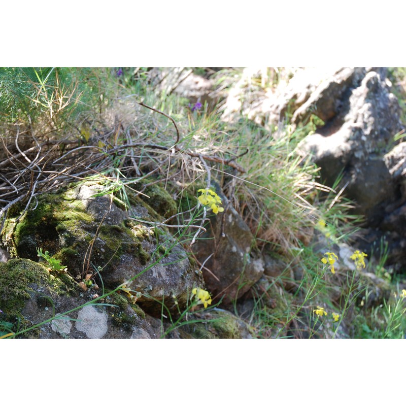 erysimum brulloi g. ferro