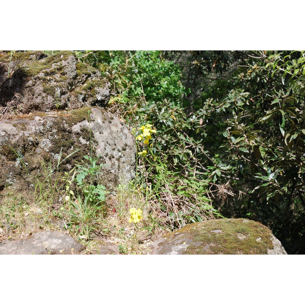 erysimum brulloi g. ferro