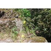 erysimum brulloi g. ferro