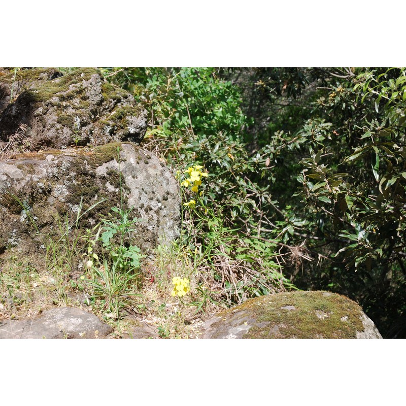 erysimum brulloi g. ferro