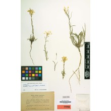 erysimum burnatii g. vidal