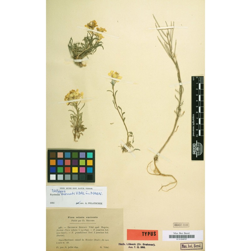 erysimum burnatii g. vidal