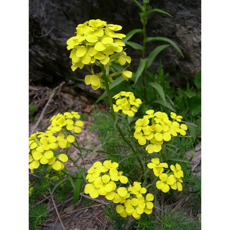 erysimum burnatii g. vidal