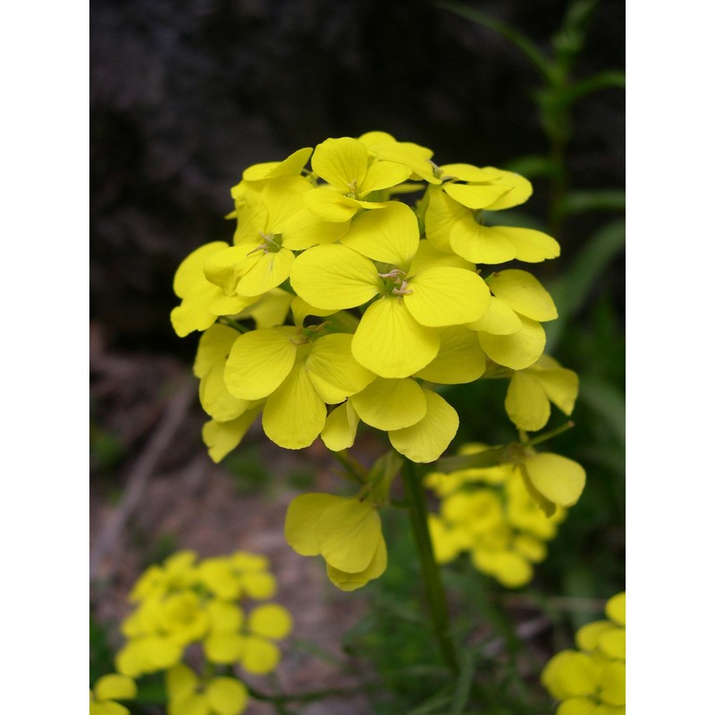 erysimum burnatii g. vidal