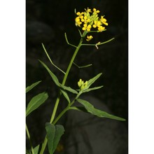 erysimum cheiranthoides l.