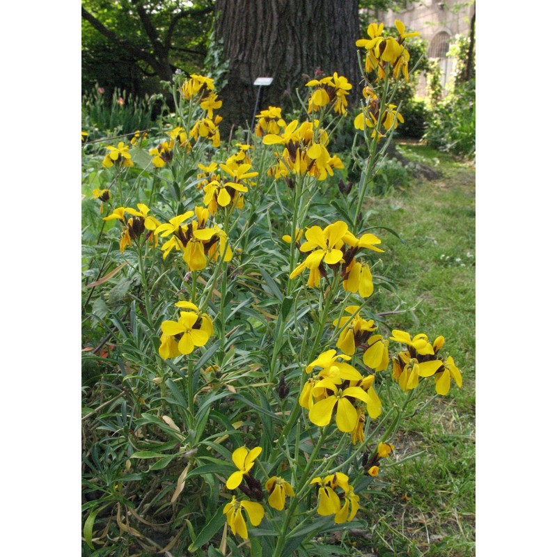 erysimum cheiranthoides l.