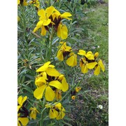 erysimum cheiranthoides l.