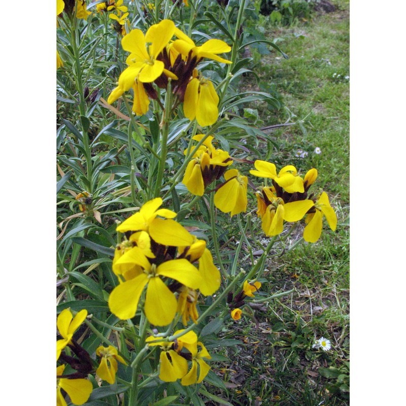 erysimum cheiranthoides l.