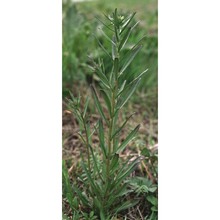 erysimum collisparsum jord.