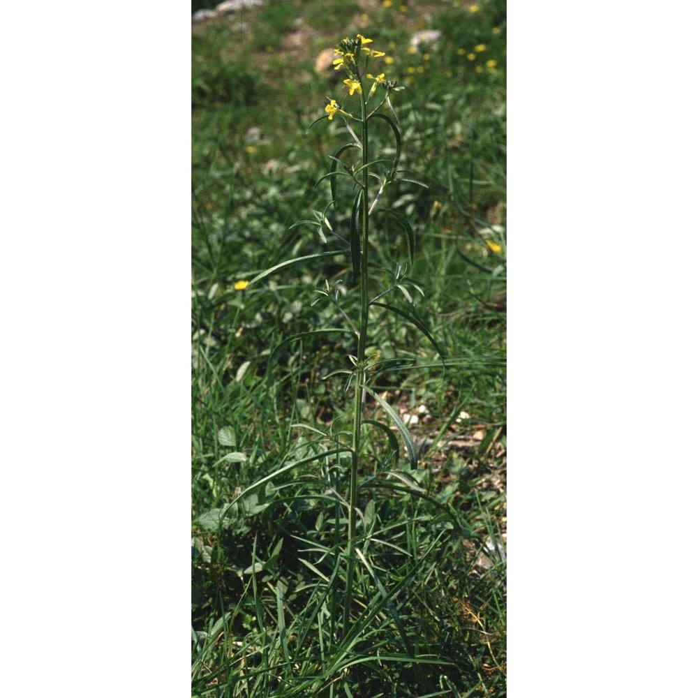 erysimum collisparsum jord.