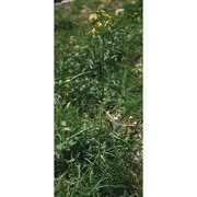 erysimum collisparsum jord.