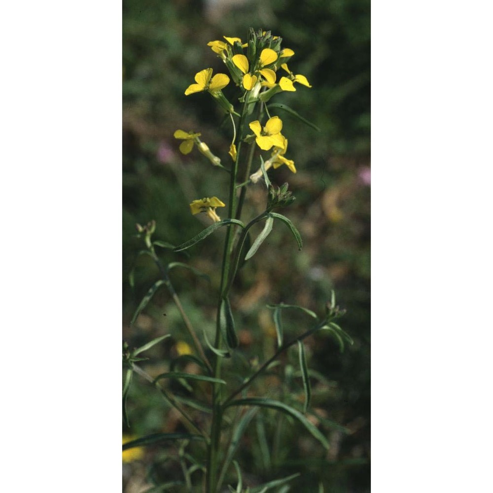 erysimum collisparsum jord.