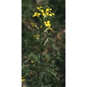 erysimum collisparsum jord.