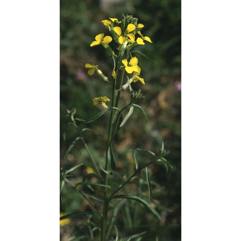 erysimum collisparsum jord.