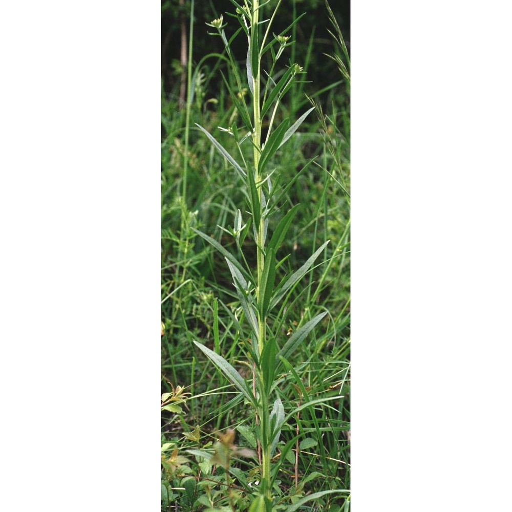 erysimum collisparsum jord.