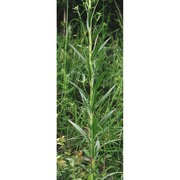 erysimum collisparsum jord.