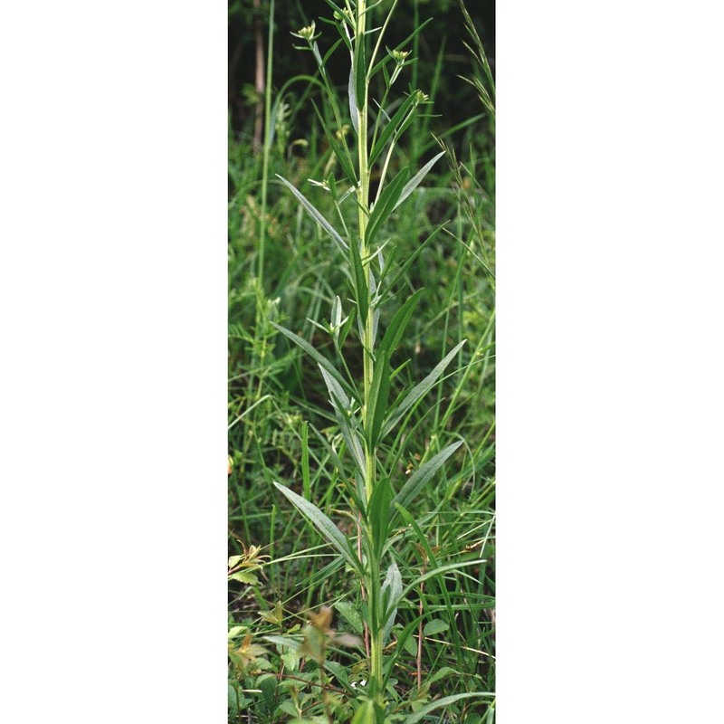 erysimum collisparsum jord.