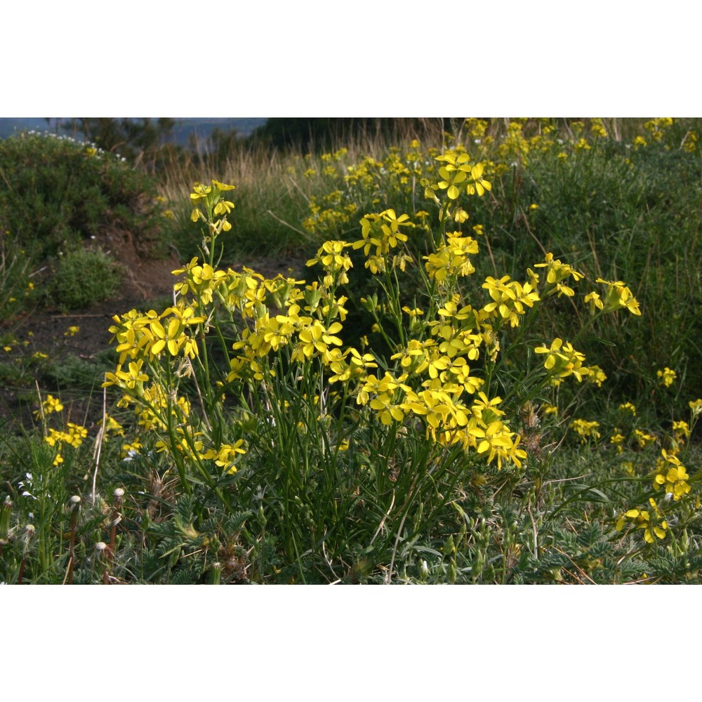 erysimum etnense jord.