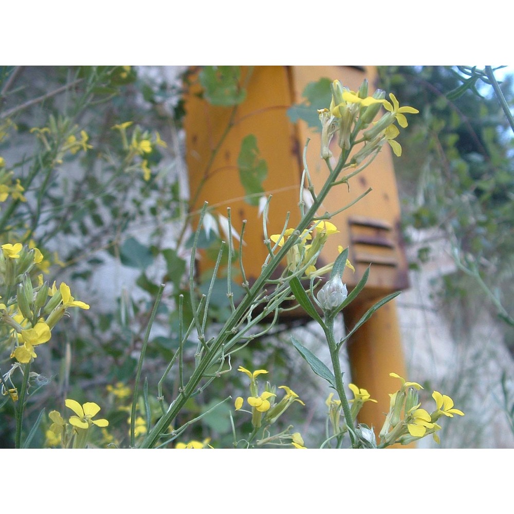 erysimum etruscum peccenini et polatschek